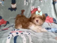 Tilly, a female Lhasa Apso for sale in Lakeland, FL – 2 of 7