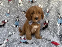 Benson, a male Cavapoo for sale in Lakeland, FL – 5 of 8