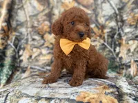 Luca, a male Miniature Goldendoodle for sale in Lakeland, FL – 6 of 9