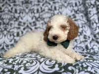 Jax, a male Cockapoo and Poodle - Miniature  for sale in Lakeland, FL – 3 of 8
