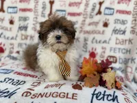 Travis, a male Shih Tzu and Poodle - Miniature  for sale in Lakeland, FL – Photo 7 of 9