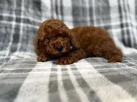 Snickers, a male Miniature Goldendoodle for sale in Lakeland, FL – 3 of 9