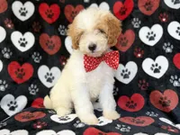 Spike, a male Cavapoo for sale in Lakeland, FL – 7 of 8