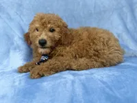 Dash, a male Miniature Goldendoodle for sale in Lakeland, FL – 8 of 9