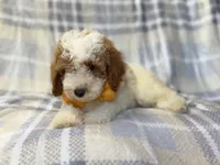 Sarge, a male Cavapoo for sale in Lakeland, FL – 9 of 10