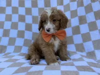 Larry, a male Goldendoodle and Poodle - Miniature  for sale in Lakeland, FL – 6 of 8