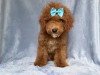 Peaches, a female Cockapoo for sale in Lakeland, FL – 5 of 10