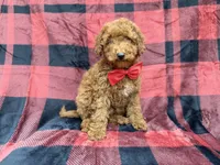 Muffin, a male Poodle - Miniature  for sale in Lakeland, FL – 3 of 8