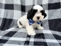 Simon, a male Shih Tzu and Shichon for sale in Lakeland, FL – 4 of 9