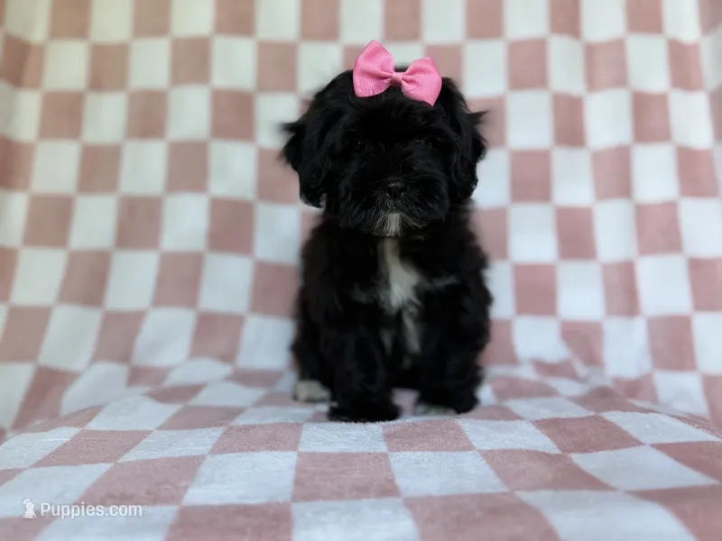 Zoey – Shihpoo puppy for sale in Lakeland, FL