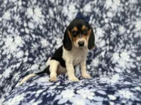Whitney, a female Beagle for sale in Lakeland, FL – 5 of 9