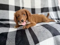 Royal, a male Cavapoo for sale in Lakeland, FL – 7 of 7