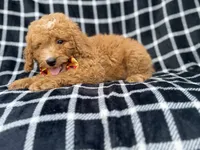Lenny, a male Goldendoodle and Poodle - Miniature  for sale in Lakeland, FL – 2 of 8