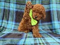 Scooby, a male Miniature Goldendoodle for sale in Lakeland, FL – 2 of 10
