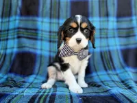 Gus, a male Cavalier King Charles Spaniel for sale in Lakeland, FL – Photo 8 of 8