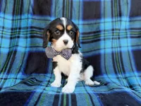 Gus, a male Cavalier King Charles Spaniel for sale in Lakeland, FL – Photo 3 of 8