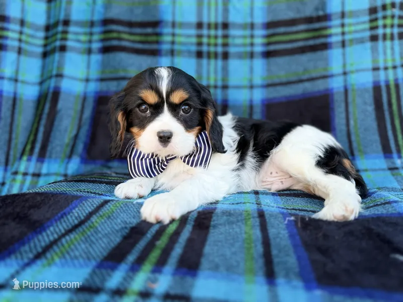 Gus – Cavalier King Charles Spaniel puppy for sale in Lakeland, FL