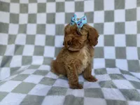 Fancy, a female Cockapoo and Poodle - Miniature  for sale in Lakeland, FL – 3 of 8