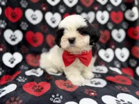 Sebastian, a male Shih Tzu and Shichon for sale in Lakeland, FL – 7 of 9