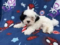 Sullivan, a male Shih Tzu and Shichon for sale in Lakeland, FL – 8 of 8