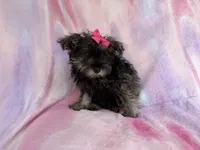 Phoebe, a female Miniature Schnauzer for sale in Lakeland, FL – 5 of 7