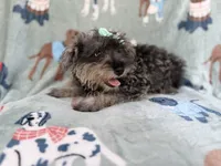 Piper, a female Miniature Schnauzer for sale in Lakeland, FL – 1 of 9