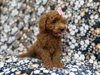 Rain, a female Cockapoo for sale in Lakeland, FL – 2 of 8