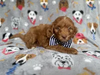 Milo, a male Cockapoo and Poodle - Miniature  for sale in Lakeland, FL – 5 of 6