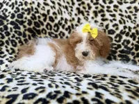 Jazzy, a female Poodle - Miniature  for sale in Lakeland, FL – 5 of 9