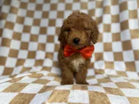 Amos, a male Miniature Goldendoodle for sale in Lakeland, FL – 5 of 8