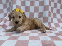 Betty, a female Goldendoodle and Golden Retriever for sale in Lakeland, FL – Photo 8 of 8