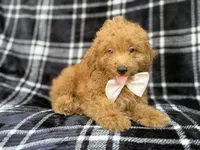 Dayton, a male Miniature Goldendoodle for sale in Lakeland, FL – 3 of 8