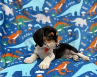 Tigger, a male Beagle for sale in Lakeland, FL – 4 of 6