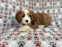 Cash, a male Cavapoo for sale in Lakeland, FL – 2 of 10