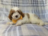 Sarge, a male Cavapoo for sale in Lakeland, FL – 4 of 10