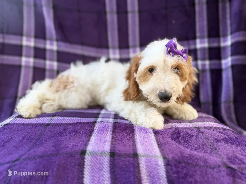 Tara – Cockapoo puppy for sale in Lakeland, FL