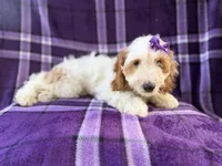 Tara, a female Cockapoo for sale in Lakeland, FL – 1 of 10
