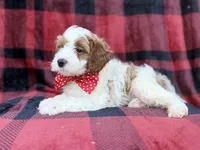 Duke, a male Cavapoo and Poodle - Miniature  for sale in Lakeland, FL – 3 of 8