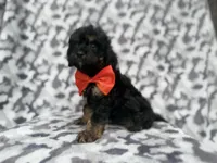 Danny, a male Cavalier King Charles Spaniel and Poodle - Miniature  for sale in Lakeland, FL – 7 of 9