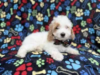 Larry, a male Cockapoo for sale in Lakeland, FL – 4 of 9