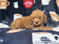 Lance, a male Cavapoo for sale in Lakeland, FL – 5 of 7
