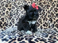 Zelda, a female Miniature Schnauzer for sale in Lakeland, FL – 9 of 10