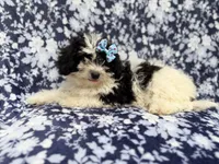 Darlin, a female Shihpoo for sale in Lakeland, FL – 4 of 8