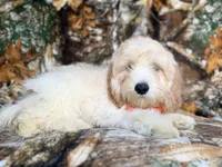 Ollie, a male Cockapoo for sale in Lakeland, FL – 8 of 9