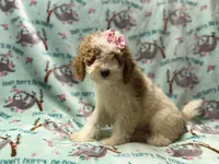 Taffy, a female Poodle - Miniature  for sale in Lakeland, FL – 7 of 10