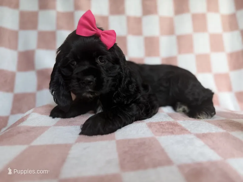 Harper – Cocker Spaniel puppy for sale in Lakeland, FL