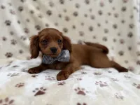 Dax, a male Cavapoo for sale in Lakeland, FL – 2 of 7