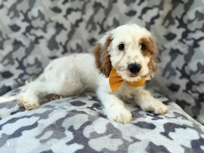 Trent – Cockapoo puppy for sale in Lakeland, FL