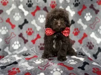 Benson, a male Shihpoo and Poodle - Miniature  for sale in Lakeland, FL – 5 of 10