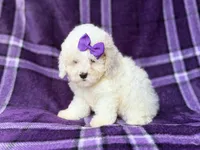 Hope, a female Bichpoo for sale in Lakeland, FL – 2 of 9